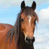 (Category: ) located in . Submitted by horse_kuala-lumpur (Listing ID 1373503524, Image 1). Description: .