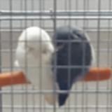 (Category: ) located in . Submitted by lovebirdsx5 (Listing ID 1158097136, Image 1). Description: .