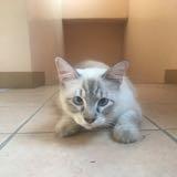 (Category: ) located in . Submitted by mirandafinds (Listing ID 1386310750, Image 1). Description: .