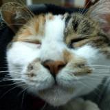（分類：）位於 。 由 meow.tsz 提交（商品編號 1340932662，圖片 1）。簡介： 。