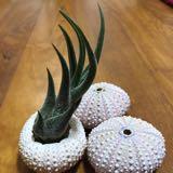 (Category: ) located in . Submitted by shoppingclub (Listing ID 1362597148, Image 1). Description: .