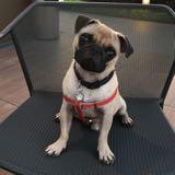 (Category: ) located in . Submitted by pug.kid (Listing ID 1378739732, Image 1). Description: .