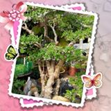 (Category: ) located in . Submitted by csk_chin (Listing ID 1402664907, Image 1). Description: .