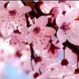 (Category: ) located in . Submitted by fruityhina (Listing ID 1102948396, Image 1). Description: .