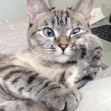 (Category: ) located in . Submitted by cat.nala (Listing ID 1384489291, Image 1). Description: .