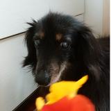 (Category: ) located in . Submitted by momoline (Listing ID 1375919787, Image 1). Description: .