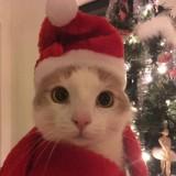 (Category: ) located in . Submitted by lexi_bleu (Listing ID 1327161514, Image 1). Description: .
