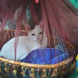 (Category: ) located in . Submitted by saifulk (Listing ID 1462820245, Image 1). Description: .