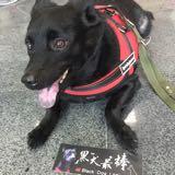 由 _jie_lin (刊登 ID 1370114776，圖片 1) 提交，位於 的 (類別：)，說明：。