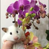 （分類：）位於 。 由 charlottetiara0607 提交（商品編號 1182847471，圖片 1）。簡介： 。