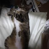 （分類：）位於 。 由 kconline 提交（商品編號 1246653241，圖片 1）。簡介： 。