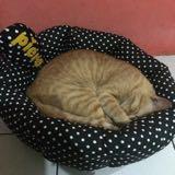 (Kategori: ) berada di . Dikirim oleh rika_lingling (ID iklan 1301591290, Gambar 1). Deskripsi: .