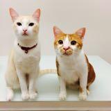 (Category: ) located in . Submitted by tinkyminky (Listing ID 1318057636, Image 1). Description: .