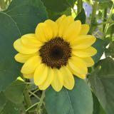 (Category: ) located in . Submitted by keiyeen (Listing ID 1384610727, Image 1). Description: .