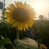 (分類:)位於 。 由 qqaskqq 提交(商品編號 1384924411,圖片 1)。簡介: 。