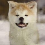 （分類：）位於 。 由 hellosellandbuy 提交（商品編號 1383039925，圖片 1）。簡介： 。