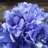 (Category: ) located in . Submitted by plush.flower89 (Listing ID 1380100104, Image 1). Description: .