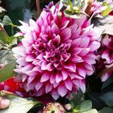 （分類：）位於 。 由 flowersworld 提交（商品編號 1248931437，圖片 1）。簡介： 。