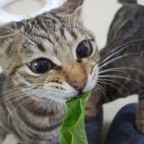 （分類：）位於 。 由 catslaveee 提交（商品編號 1100775313，圖片 1）。簡介： 。