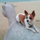 （分類：）位於 。 由 yancute 提交（商品編號 1316307049，圖片 1）。簡介： 。