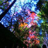 （分類：）位於 。 由 luxedition 提交（商品編號 1380783850，圖片 1）。簡介： 。