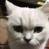 由 yywwshop (刊登 ID 1383110810，圖片 1) 提交，位於 的 (類別：)，說明：。
