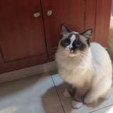 （分類：）位於 。 由 catcat0102 提交（商品編號 1385777183，圖片 1）。簡介： 。