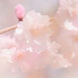 （分類：）位於 。 由 pinkywienmart 提交（商品編號 1382909145，圖片 1）。簡介： 。