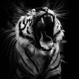 (Category: ) located in . Submitted by bourgeoizeem (Listing ID 1385986813, Image 1). Description: .