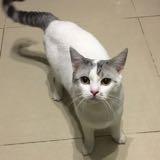（分類：）位於 。 由 A_littleclassic 提交（商品編號 1205213182，圖片 1）。簡介： 。