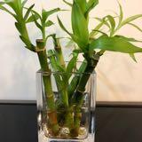 （分類：）位於 。 由 vickihhf 提交（商品編號 1371248167，圖片 1）。簡介： 。
