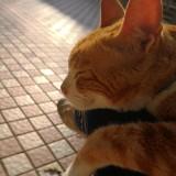 （分類：）位於 。 由 chloekyy 提交（商品編號 1308374222，圖片 1）。簡介： 。