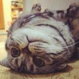 (Category: ) located in . Submitted by imeowmeoww (Listing ID 1232185847, Image 1). Description: .