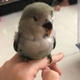 (Category: ) located in . Submitted by carameldonut (Listing ID 1354543979, Image 1). Description: .