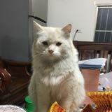 由 sophie0402 (刊登 ID 1380088795，圖片 1) 提交，位於 的 (類別：)，說明：。