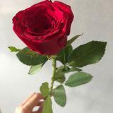 (Category: ) located in . Submitted by ap13ple (Listing ID 1302318693, Image 1). Description: .