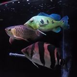 （分類：）位於 。 由 ckschang 提交（商品編號 1336458674，圖片 1）。簡介： 。