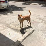 （分類：）位於 。 由 wong_carman 提交（商品編號 1381175254，圖片 1）。簡介： 。