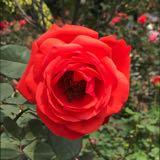 （分類：）位於 。 由 vivichang12 提交（商品編號 1214655590，圖片 1）。簡介： 。