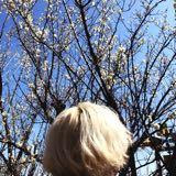 由 blossomliang (刊登 ID 1378306263，圖片 1) 提交，位於 的 (類別：)，說明：。