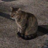 (Category: ) located in . Submitted by hi_kg (Listing ID 1338804952, Image 1). Description: .