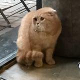 （分類：）位於 。 由 pigncat 提交（商品編號 1373146944，圖片 1）。簡介： 。