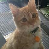 (Kategori: ) berada di . Dikirim oleh nisaaaaaaaa (ID iklan 1380855727, Gambar 1). Deskripsi: .