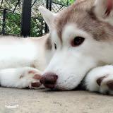 （分類：）位於 。 由 nonno1213 提交（商品編號 165311009，圖片 1）。簡介： 。