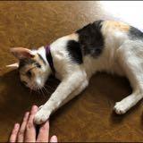 (Category: ) located in . Submitted by twomacc (Listing ID 1379140918, Image 1). Description: .