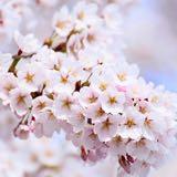 （分類：）位於 。 由 yan48 提交（商品編號 252504815，圖片 1）。簡介： 。