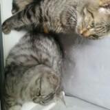 (Category: ) located in . Submitted by spurboy (Listing ID 1364064611, Image 1). Description: .