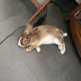 (Category: ) located in . Submitted by suzzsuzz (Listing ID 1372212826, Image 1). Description: .