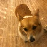 （分類：）位於 。 由 Kayho 提交（商品編號 1334068083，圖片 1）。簡介： 。