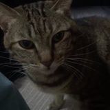 (分類:)位於 。 由 ffhui 提交(商品編號 1412830574,圖片 1)。簡介: 。